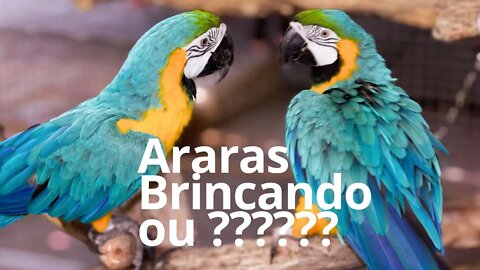 Araras Brincando ou ????