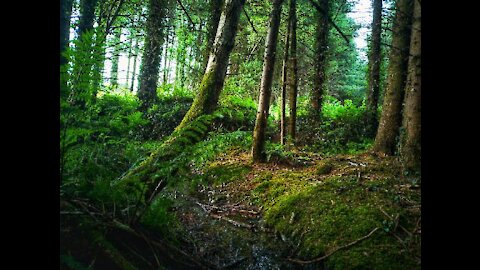 ENCHANTED FOREST OF IRELAND.