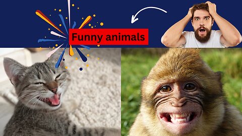 New Funny animals video 2024