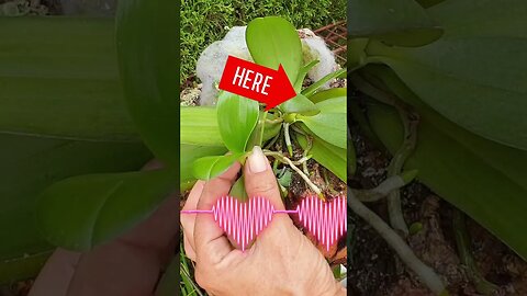 😍🪴 Separating Phalaenopsis keiki from Mama Plant 🥰 #tips #ninjaorchids #orchids