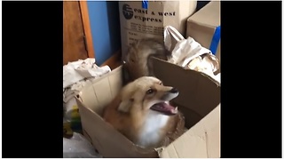 Happy Fox Caught Playing In Cardboard Box