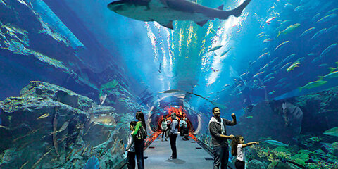 sharks' tour Dubai Mall