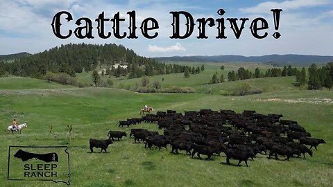 Moving Cows Through Wyoming!