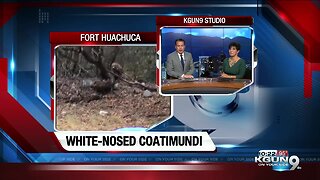 White-nosed coatimundi sighting near Fort Huachuca
