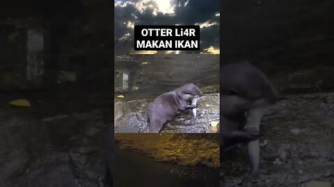 otters Liar #otter #animals #otters #otterlucu #berangberang