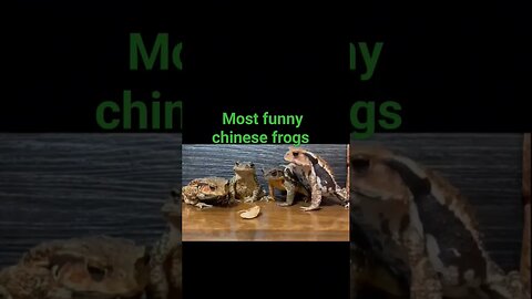 Funniest Chinese Frogs 🐸 #video #viralshorts #treadingshorts #frog #Chinese