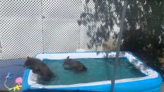 Ces deux oursons s'amusent dans la piscine d'un habitant