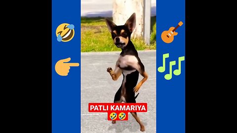 PATLI KAMARIYA 🤣 FUNNY ANIMAL VIDEO 🤣🤣