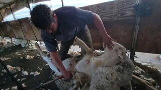 Shearing Sheep When Ever We Can