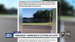 Tempe neighborhood concerned after cats found mutilated