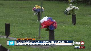 Mutilated goat found in cemetery