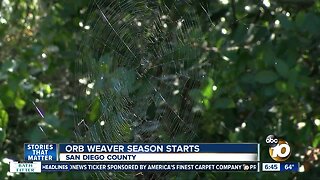 Orb weaver season starts