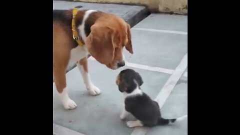 Leo & Lilly | Father & Daughter / / pugpuppies5k