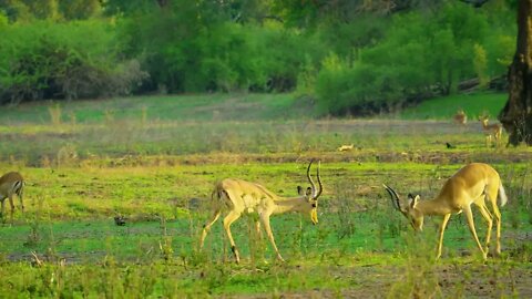 The two deer fought for the right to mate