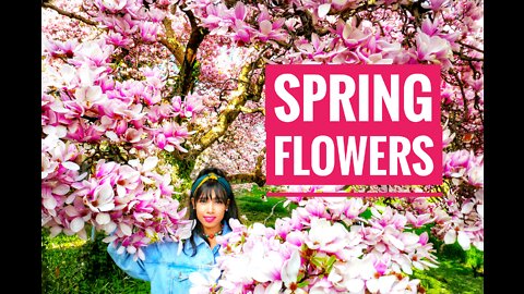 Beautiful Spring flowers 💮 #spring_flowers #irinajannatvlogs #switzerland