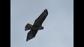 Buzzard hunting