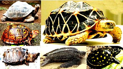 Every Type of Turtle - turtles - varieties of turtles - kinds of turtles - species of turtles