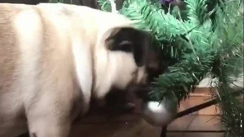 Pug hilariously fails to snatch Christmas tree ornament