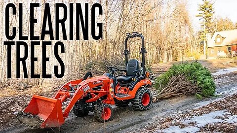 Clearing Trees with a Kubota BX and a Husqvarna Rancher 455