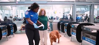 Dogs are now the only service animals allowed on planes