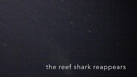 Stealthy Reef shark investigates night divers