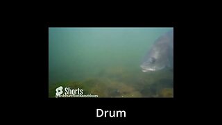 drum