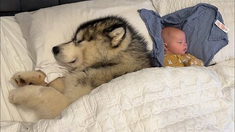 The Cutest Thing You'll See Today! Giant Husky Guards Baby!!