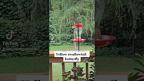 Butterfly Visit