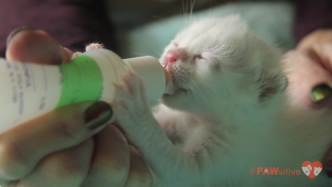 9 Day Old Kitten Loves Her Baby Bottle