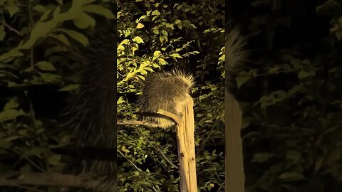Sleeping Porcupine 💤 #halloweenwithshorts #porcupine #cute #animals
