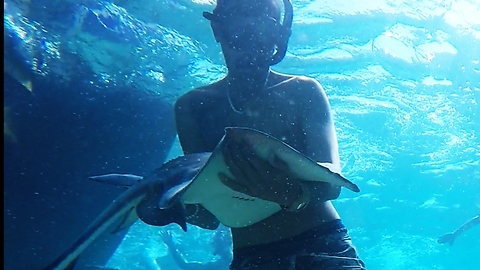 Friendly stingray swims into man's arms