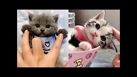 Lovely Super Cute Kittens In The World