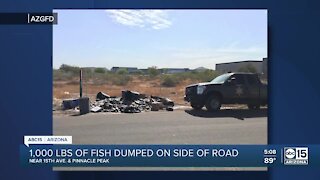 About 1,000 pounds of fish dumped on north Phoenix road