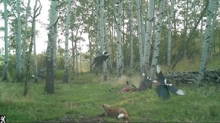 Fox humorously struggles to chase away magpies from carcass