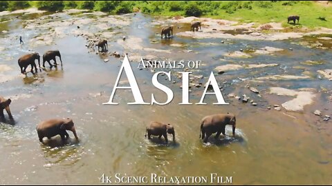 Animals of Asia HD - Scenic Wildlife Film With Calming Music