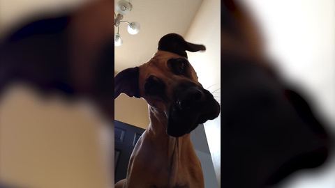 "Cutest and Funniest Great Dane Dogs | #thatpetlife"