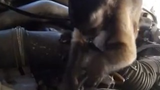 Is This Monkey A Mechanic?