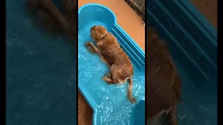 She loves the pool!! #dogs #dogshorts #doglover #dogslife #shorts