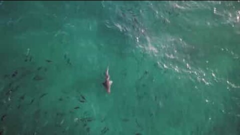 Suositulla australialaisella rannalla nähtiin kaksi haita!