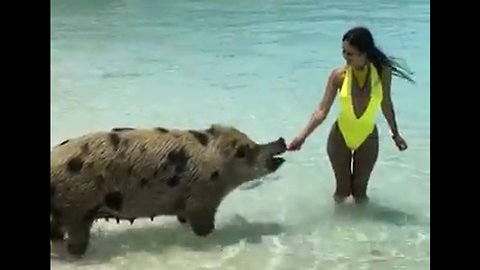 Beautiful Scenery. Bahamas Pig Beach