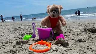 Munchkin the Teddy Bear loves the beach!