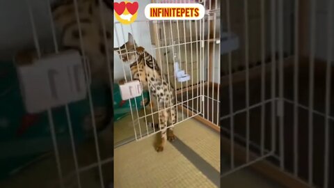 🤓 Smart Pets Ever #shorts #entertainment #funnyvideo #infinitepets