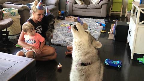 Husky joins family in singing happy birthday to doggy friend