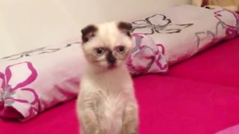 Focused cat stands on two legs with ease