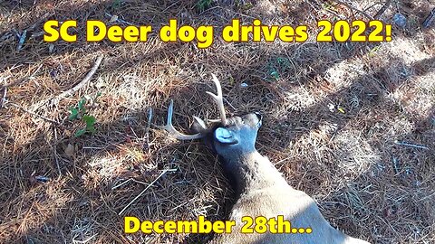 SC Deer Dog Drives 2022! 12-28 Best Races of the Season!!