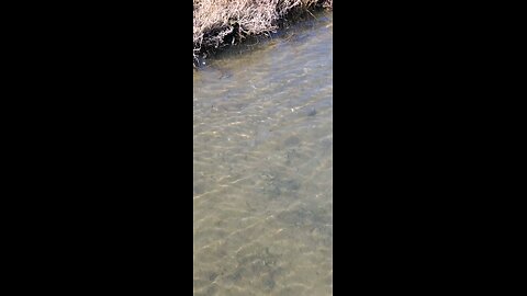 A Moon Jellyfish Swimming Along