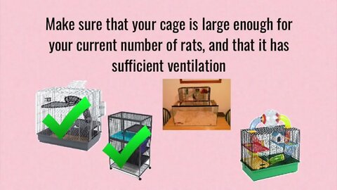 Tips & Tricks for Managing and Reducing Pet Rat Smell