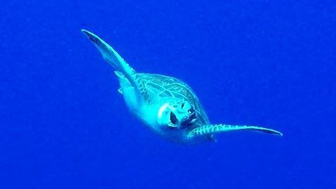 Baby Sea Turtle Gobbles Up Jellyfish In The Open Ocean