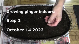 growing ginger indoors step 1