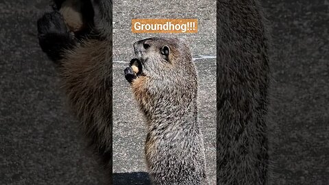 Groundhog Enjoying a Cookie 🍪 #Groundhog #cookie #animal #backyard